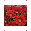 Kırmızı Büyük Çiçekli Gazanya Tohumu (8 Adet)