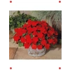 Kırmızı Cam Güzeli  Çiçek Tohumu - 20 Adet