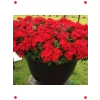 Kırmızı Floks  Çiçek Tohumu (25 Adet)