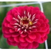 Kırmızı Renkli Dev Çiçekli Zinnia Tohumu - 5 Tohum