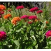 Kırmızı Renkli Dev Çiçekli Zinnia Tohumu - 5 Tohum
