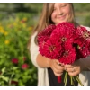 Kırmızı Renkli Dev Çiçekli Zinnia Tohumu - 5 Tohum