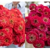 Kırmızı Renkli Dev Çiçekli Zinnia Tohumu - 5 Tohum