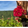 Kırmızı Renkli Dev Çiçekli Zinnia Tohumu - 5 Tohum