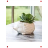 Kirpi Tasarımlı Seramik Sukulent Saksısı, Mini