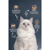 Kısır Somonlu Kedi Maması, 2 Kg, Lezzetli Seçenek
