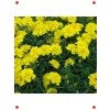 Klasik Sarı Fransız Kadife Çiçeği Tohumu (50 Adet)