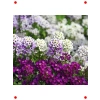 Kraliyet Halısı Alyssum Tohumu - Karışık Renk (40 Adet)