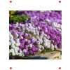Kraliyet Halısı Alyssum Tohumu - Karışık Renk (40 Adet)