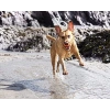 Küçük Boy Köpek Oyun Topu, 2li Set, Eğlenceli Seçenek