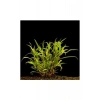 Lacustris Hygrophila Saksı Canlı Bitki, Su Bitkisi, Yeşil