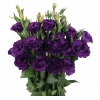 Lisianthus (Lale Gül) Advantage Serisi - MOR (5 Tohum)