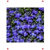 Lobelya Çiçeği Karışık Renk Tohumları - 400 Adet