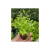 Lysimachia Nummularia Green Saksı Canlı Bitki