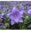 Mavi Renkli Balon Çiçeği Tohumu - 5 Adet Çan Çiçeği
