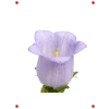 Mini Maviş Çan Çiçeği Tohumu - Leylak Rengi (5 Adet)
