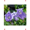 Mini Maviş Çan Çiçeği Tohumu - Leylak Rengi (5 Adet)