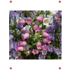Mini Maviş Çan Çiçeği Tohumu - Leylak Rengi (5 Adet)