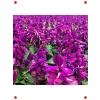 Mor Ateş Çiçeği Salvia F1 Tohumu (30 Adet)