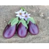 Patlıcan Adana Dolmalık Tohumu - Aksel 10 gr