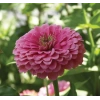 Pembe Renkli Dev Çiçekli Zinnia Tohumu - 5 Tohum