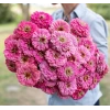 Pembe Renkli Dev Çiçekli Zinnia Tohumu - 5 Tohum