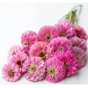 Pembe Renkli Dev Çiçekli Zinnia Tohumu - 5 Tohum