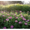 Pembe Renkli Dev Çiçekli Zinnia Tohumu - 5 Tohum