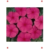 Punch Rozet Çiçeği F1 Tohumu (40 Adet)