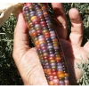 Renkli biber tohumları, 10 gram, bahçenize canlılık katacak