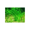 Sagittaria Subulata Saksı Canlı Bitki, Su Bitkileri İçin Pratik Kullanım