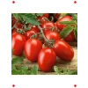 Salçalık Domates Tohumu - Verimli Hasat