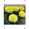 Sarı Bodur İri Kadife Çiçeği F1 Tohumu (20 Adet)
