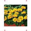 Sarı Gazanya F1 Çiçek Tohumu (10 Adet)