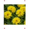 Sarı Kirli Hanım Çiçeği  Tohumu (10 Adet)