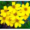 Sarı Madalyon Çiçeği Tohumu - 10 Adet, Geniş Bitki