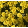 Sarı Papatya Tohumu - Canlı ve Renkli