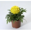 Sarı Renkli İri Kadife Çiçeği Tohumu - 10 Adet