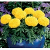 Sarı Renkli İri Kadife Çiçeği Tohumu - 10 Adet