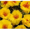 Sarı Renkli Katmerli İpek Çiçeği Tohumu - 40 Adet