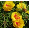 Sarı Renkli Katmerli İpek Çiçeği Tohumu - 40 Adet