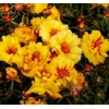 Sarı Renkli Katmerli İpek Çiçeği Tohumu - 40 Adet