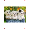 Sevimli Yavru Köpekler Temalı 200 Parça Yapboz