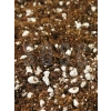 Sphangum torfu, cocopeat ve perlit karışımı, 3 LT