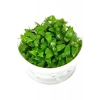 Staurogyne Repens In Vitro Canlı Bitki, Akvaryum İçin