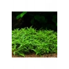 Staurogyne Repens In Vitro Canlı Bitki, Akvaryum İçin
