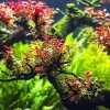 Super Red Ludwigia In Vitro 200cc Canlı Bitki, Akvaryum