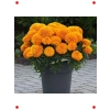Turuncu Kadife Çiçeği Tohumu - 10 Adet