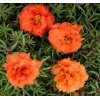Turuncu Renkli Katmerli İpek Çiçeği Tohumu - 40 Adet