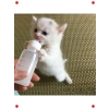 Yavru Kedi Köpek Biberonu 2 Emzikli 50 ml